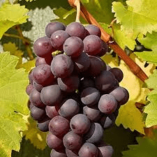 Des images de diff�rentes plantes